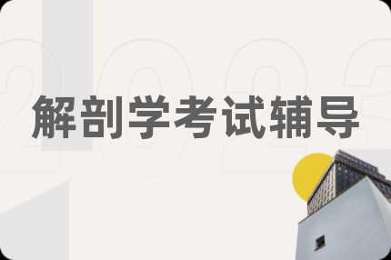 解剖学考试辅导