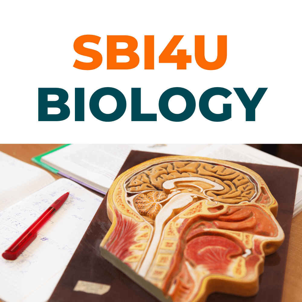 SBI4U生物辅导
