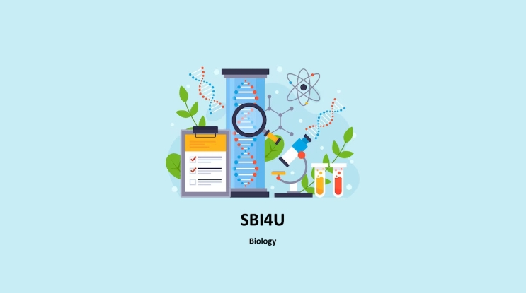 加拿大SBI4U课程辅导