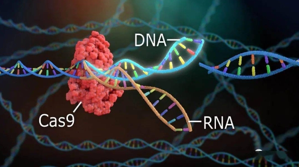 DNA编辑与重组CRISPR技术辅导