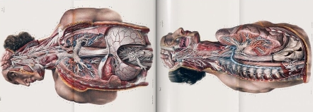 Anatomy and Human Biology辅导