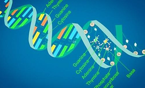IBDP生物辅导 IBDP生物辅导