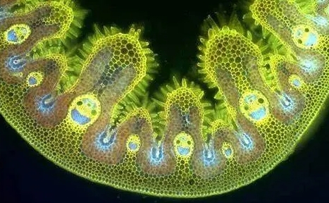 GCSE生物辅导 GCSE生物辅导